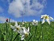 49 Distese di narcisi sul versante sud in vetta al Linzone